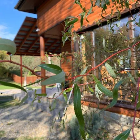 Pid Dubom карпати під дубом Сколе