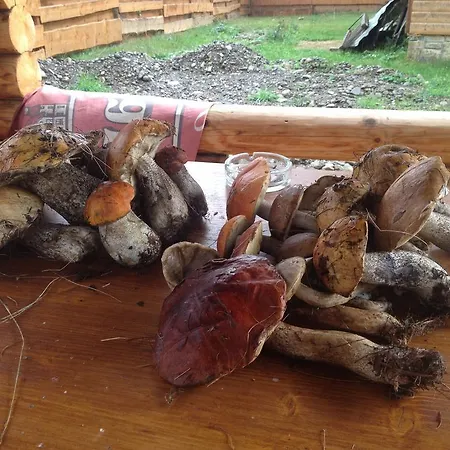 Pid Dubom карпати під дубом Affittacamere Skole